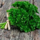 Parsley Moss Curled Petroselinum Crispum Herb Seeds Mossy Texture Easy to Grow Parsley Moss Curled Petroselinum Crispum Herb Seeds Mossy Texture Easy to Grow