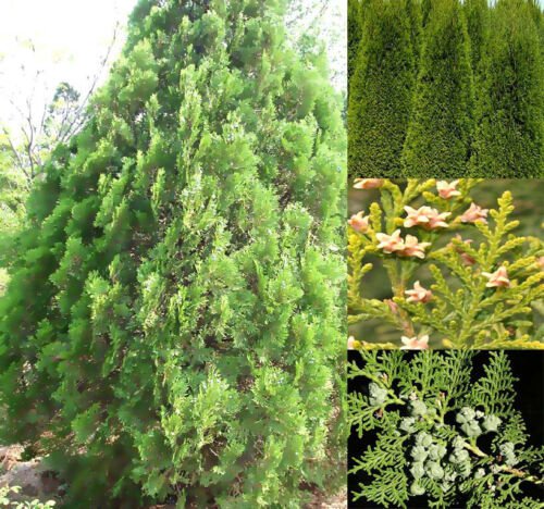 Thuja Orientalis Oriental Arborvitae Tree Seeds Attractive Shape And Foliage Easy to Grow