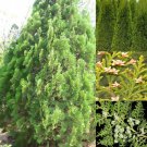 Thuja Orientalis Oriental Arborvitae Tree Seeds Attractive Shape And Foliage Easy to Grow