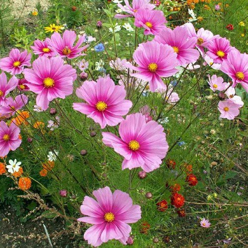 Cosmos Bipinnatus 'Radiance' Cosmos Deep Rose W Crimson Eye Flower Seeds Easy to Grow