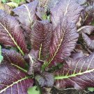 Osaka Purple Japanese Mustard Brassica Juncea Vegetable Seeds Mild Spicy Easy to Grow
