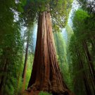 Sequoia Sempervirens California Redwood Tree Seeds 25% Germ Tallest Trees Easy to Grow