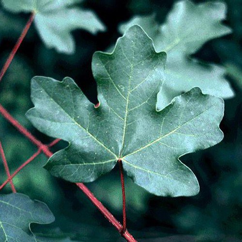 Acer Campestre Dw Hedge Maple Tree Seeds Greenish Yellow Flowers Easy to Grow