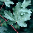 Acer Campestre Dw Hedge Maple Tree Seeds Greenish Yellow Flowers Easy to Grow