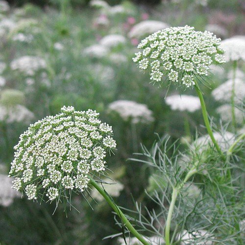 Ammi Majus Bishop'S Flower Flower Seeds Delicate Lacy Flowers Easy to Grow