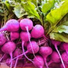 Purple Plum Radish Raphanus Sativus Vegetable Seeds Quick Growing Easy to Grow