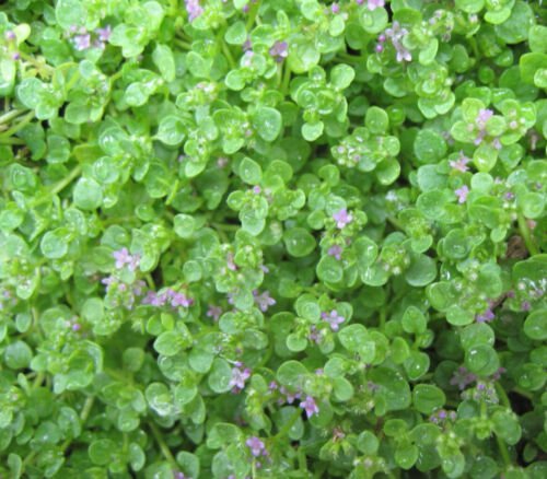 Corsican Mini Mint Mentha Requienii Herb Seeds Fragrant And Aromatic Easy to Grow
