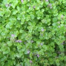Corsican Mini Mint Mentha Requienii Herb Seeds Fragrant And Aromatic Easy to Grow