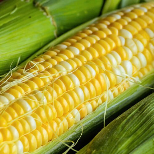 Delectable Hybrid Bi Color Sweet Corn Se Zea Mays Corn Seeds Sugar Enhanced Easy to Grow