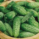 Parisian Gherkin F1 Cucumber Hybrid Cucumis Sativus Vegetable Seeds  Easy to Grow