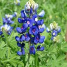 Lupinus Texensis Texas Bluebonnet Flower Seeds Early Season Blooms Easy to Grow