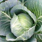 Golden Acre Cabbage Brassica Oleracea Vegetable Seeds Mild Sweet Flavor Easy to Grow