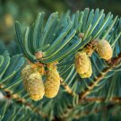 Abies Concolor Iowiana Pacific White Fir Tree Seeds Tall And Graceful Easy to Grow Abies Concolor Iowiana Pacific White Fir Tree Seeds Tall And Graceful Easy to Grow