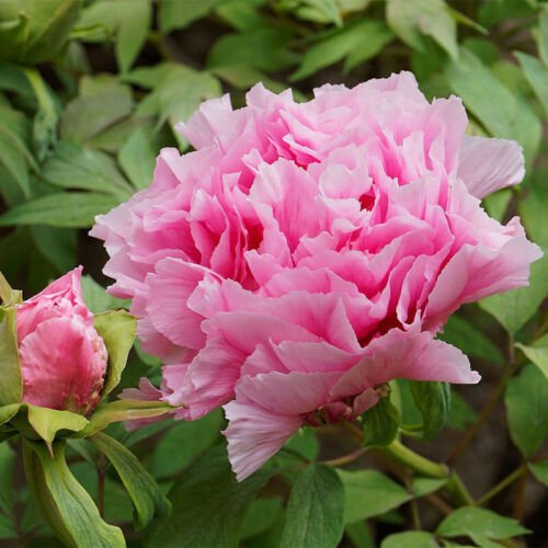 Paeonia Suffruticosa Tree Peony Shrub Seeds Stunning Fragrant Flowers Easy to Grow