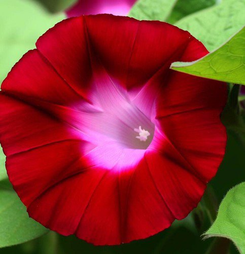 Ipomoea Nil Morning Glory Scarlet O'Hara Flower Seeds Brilliant Flowers Easy to Grow