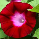 Ipomoea Nil Morning Glory Scarlet O'Hara Flower Seeds Brilliant Flowers Easy to Grow