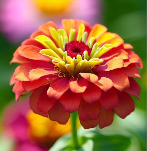 Zinnia Elegans Zinnia Cut And Come Again Pumila Mix Flower Seeds Easy to Grow