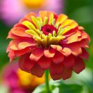 Zinnia Elegans Zinnia Cut And Come Again Pumila Mix Flower Seeds Easy to Grow