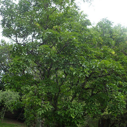 Fraxinus Chinensis Chinese Ash Tree Seeds Stunning Autumn Display Colors Easy to Grow
