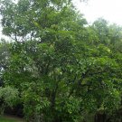 Fraxinus Chinensis Chinese Ash Tree Seeds Stunning Autumn Display Colors Easy to Grow
