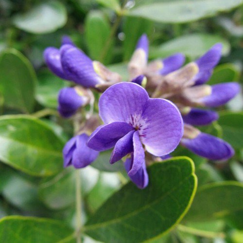 Sophora Secundiflo Texas Mountain Laurel Tree Seeds Stunning Fragrant Flowers Easy to Grow