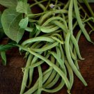 Black Valentine Green Bush Bean Phaseolus Vulgaris Vegeatable Seeds  Easy to Grow