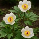 Paeonia Japonica Japanese Peony Japanese Woodland Peony Flower Shrub Seeds Easy to Grow