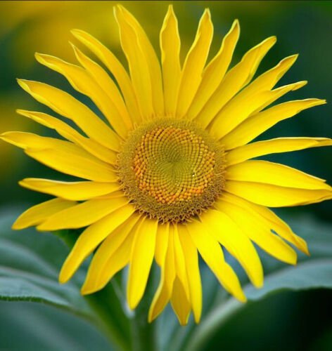 Silphium Perfoliatum Cup Plant Flower Seeds Tall And Impressive Easy to Grow
