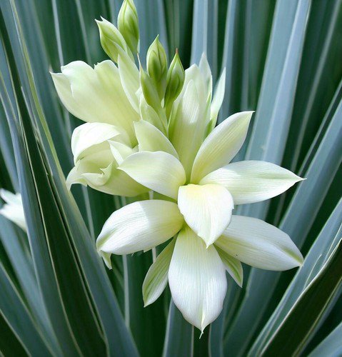 Yucca Glauca Soapweed Yucca Plant Seeds Fragrant Creamy White Flowers Easy to Grow