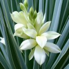 Yucca Glauca Soapweed Yucca Plant Seeds Fragrant Creamy White Flowers Easy to Grow