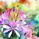 Cleome Hassleriana Spider Plant Flower Seeds Spidery Appearance Flowers Easy to Grow