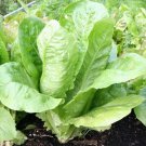 Parris Island Cos Romaine Lettuce Lactuca Sativa Vegetable Seeds Easy to Grow