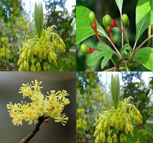Sassafras Albidum Sassafras Tree Seeds Fragrant Aroma Colorful Fall Foliage Easy to Grow