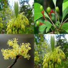 Sassafras Albidum Sassafras Tree Seeds Fragrant Aroma Colorful Fall Foliage Easy to Grow