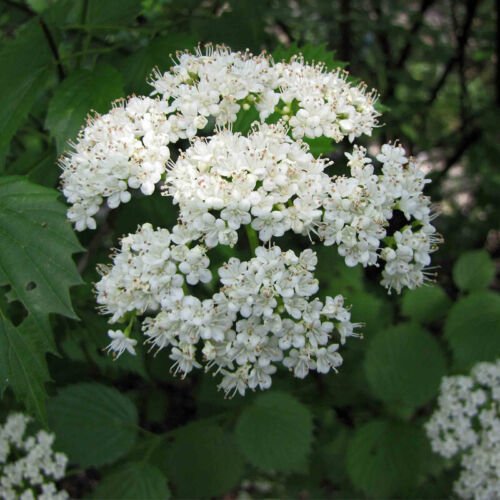 Viburnum Dentatum Arrow Wood Viburnum Shrub Seeds Fragrant Blooms Easy to Grow