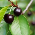 Prunus Serotina Black Cherry Wild Cherry Tree Seeds Beautiful Fragrant Flower Easy to Grow Prunus Serotina Black Cherry Wild Cherry Tree Seeds Beautiful Fragrant Flower Easy to Grow