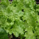 Black Seeded Simpson Leaf Lettuce Lactuca Sativa Vegetable Seeds Mild Flavor Easy to Grow