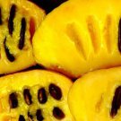 Asimina Triloba 'Select Seed' Selected Common Pawpaw Tree Seeds Improved Size Easy to Grow