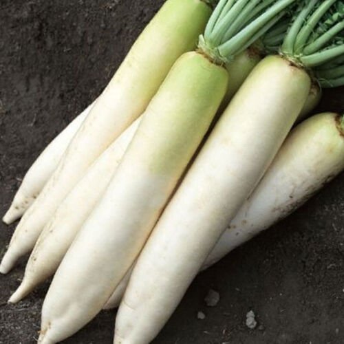 Minowase White Radish Raphanus Sativus Vegetable Seeds Low Calorie Easy to Grow