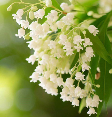 Oxydendrum Arboreum Sour Wood Tree Seeds Fragrant Bell Shpaed White Flowers Easy to Grow