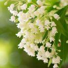 Oxydendrum Arboreum Sour Wood Tree Seeds Fragrant Bell Shpaed White Flowers Easy to Grow