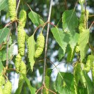 Betula Pendula Alba Sg European White Birch Tree Seeds Attracts Wildlife Easy to Grow