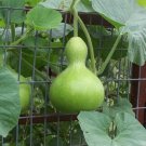Birdhouse Bottle Gourd Lagenaria Siceraria Vegetable Seeds Natural Containers Easy to Grow Birdhouse Bottle Gourd Lagenaria Siceraria Vegetable Seeds Natural Containers Easy to Grow