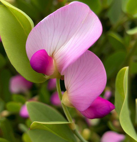 Lathyrus Maritima Beach Pea Heath Pea Flower Seeds Sweet Fragrance Easy to Grow