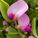 Lathyrus Maritima Beach Pea Heath Pea Flower Seeds Sweet Fragrance Easy to Grow Lathyrus Maritima Beach Pea Heath Pea Flower Seeds Sweet Fragrance Easy to Grow
