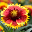Gaillardia Aristata Blanketflower Flower Seeds Delicate Unique Blooms Easy to Grow