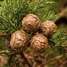 Cupressus Macrocarpa Monterey Cypress Tree Seeds Unique Foliage Easy to Grow