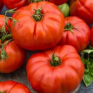 Beefsteak Standard Slicing Tomato Lycopersicon Esculentum Tomato Seeds Easy to Grow