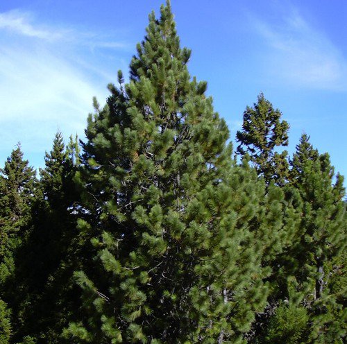 Pinus Radiata Radiata Pine Tree Seeds Top Choice For Christmas Trees Easy to Grow