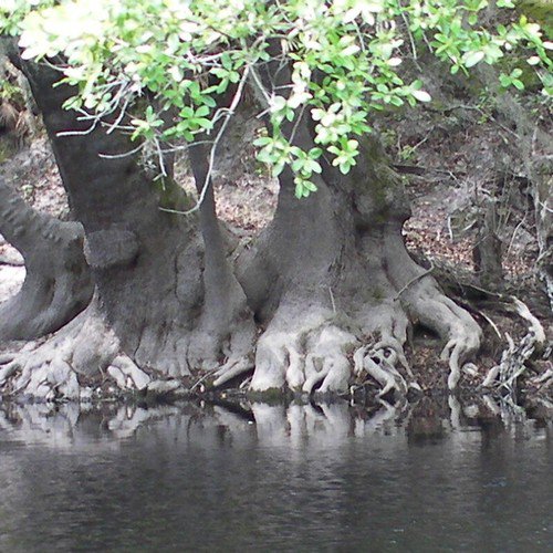 Nyssa Ogeche Ogeechee Tupelo Tree Seeds Tall Tree Unique Sweet Fruits Easy to Grow